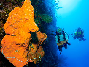 cayman islands diving condo photos